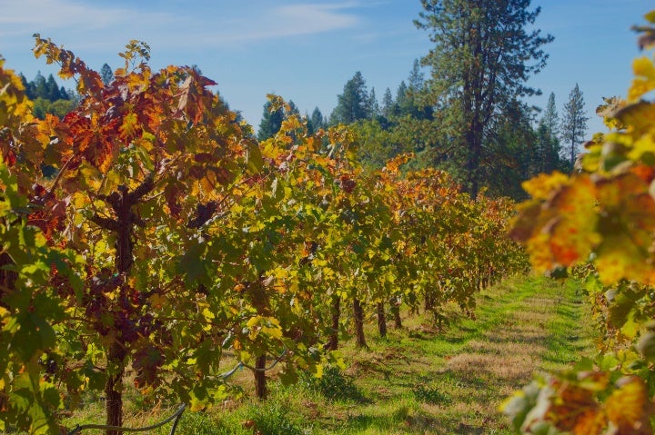 wineries in apple hill california